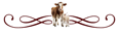 cow-icon cow-icon